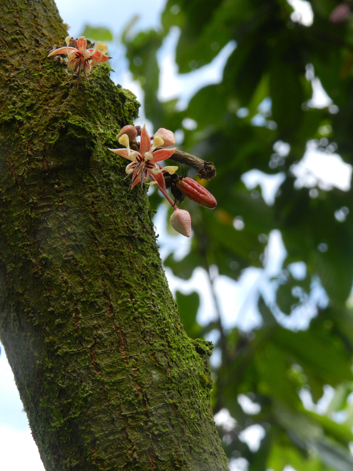 Flor de Cacao