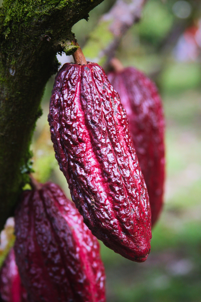 Granos de Cacao en Cesta